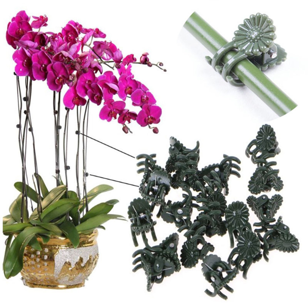 100Pcs Ladybug Shaped Orchid C - Us Bonsai Garden のレビューと価格