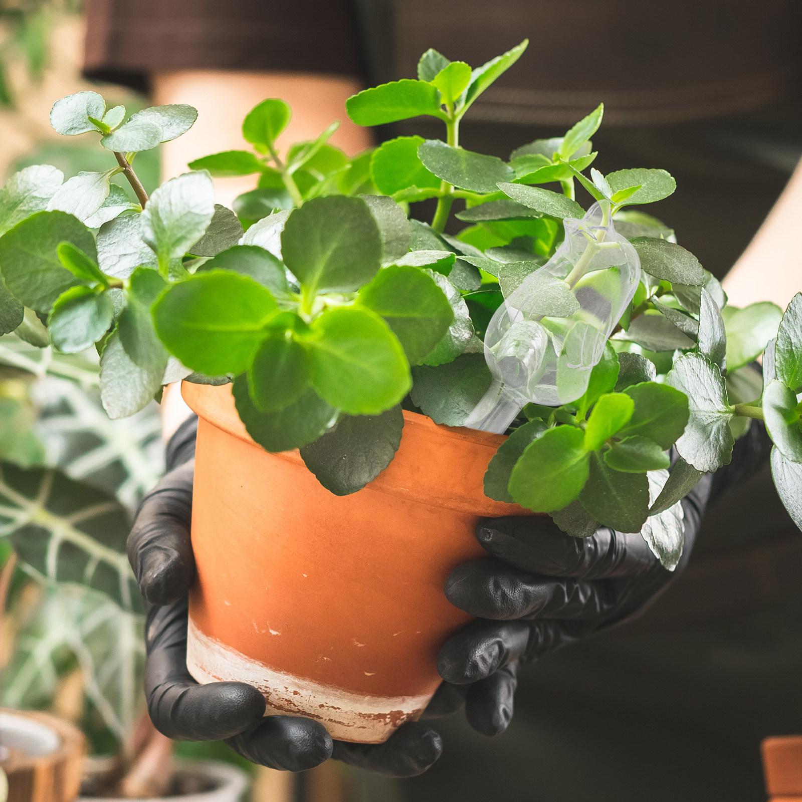 Glass Self-Watering Globes Aut - Us Bonsai Garden のレビューと価格