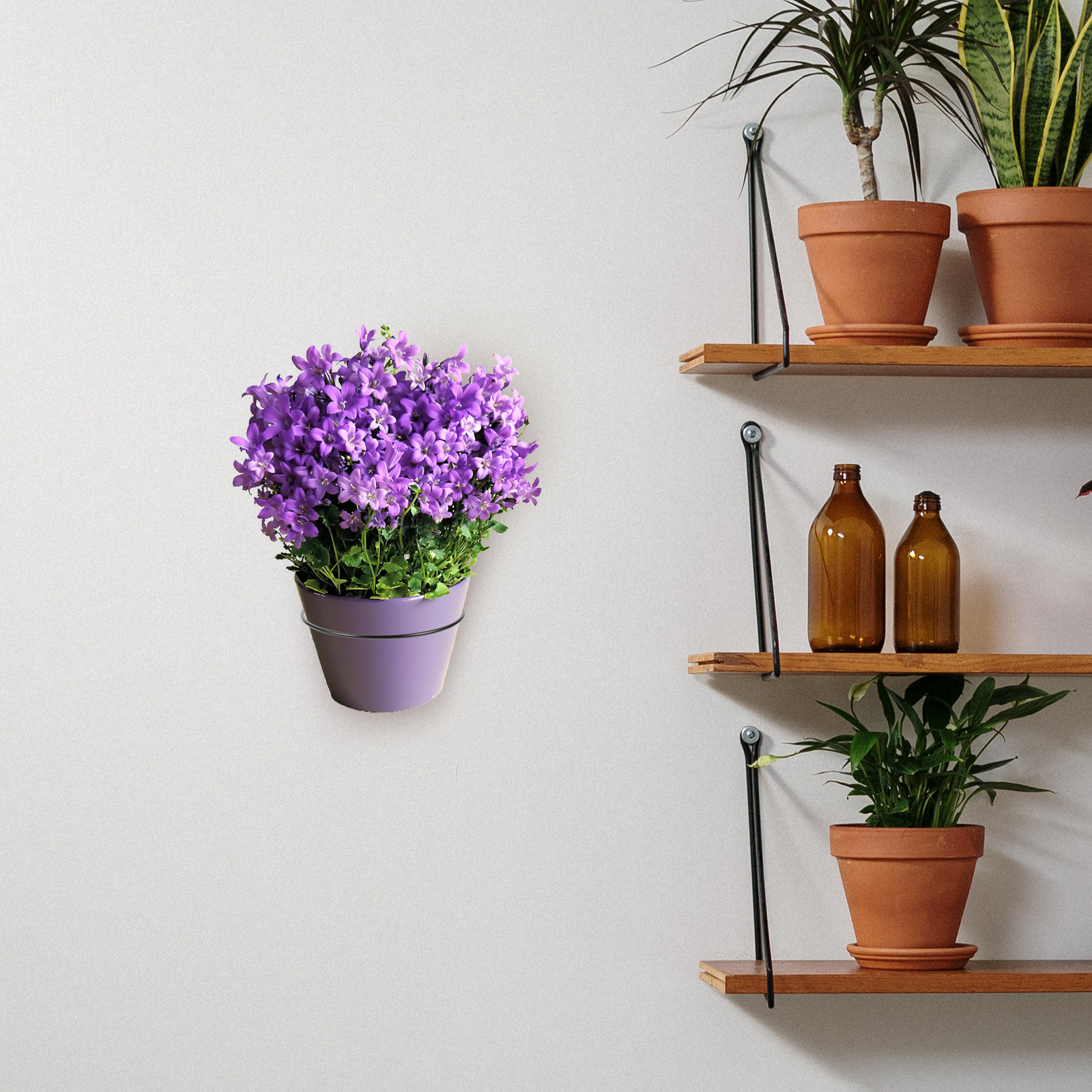 Iron Wall-Mounted Flowerpot Ra - Us Bonsai Garden のレビューと価格